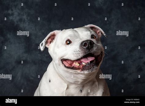 Old Staffordshire Bull Terrier Hi Res Stock Photography And Images Alamy