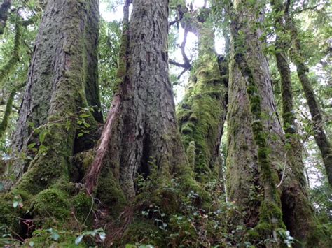 The Oldest Living Things In The World 12000 Year Old Antarctic Beech