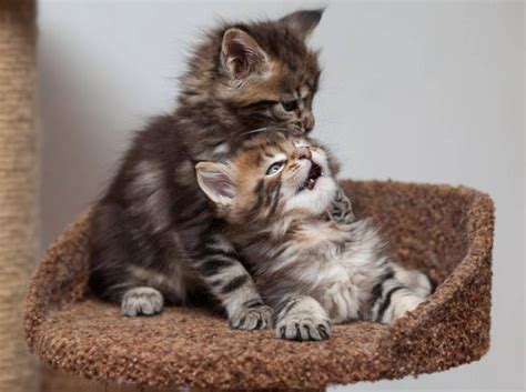 Myths, legends and lore surround the maine coon cat. Supersüß: Eine Mini-Maine-Coon miaut
