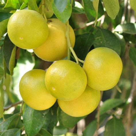 Grapefruit Trees For Sale Citrus Trees Garden Goods Direct