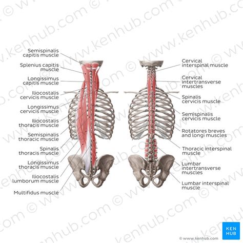 Muscles in human body diagram tenderness co. Deep back muscles: Anatomy, innervation and functions | Kenhub