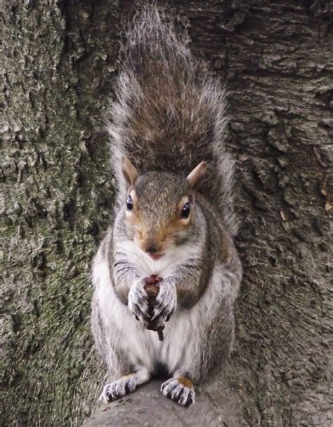 Praying Squirrel Rosary In Hisher Hands Patty Adjamine Flickr