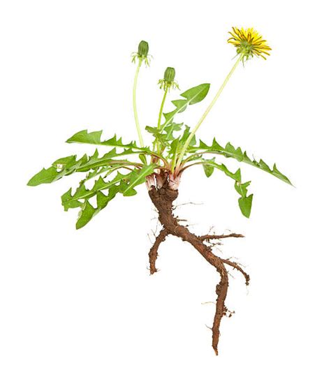 1700 Dandelion Root Stock Photos Pictures And Royalty Free Images Istock