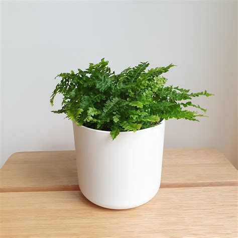 Mini Boston Fern In A White Pot Small Indoor Plant Plantandpotnz