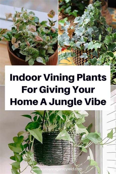 18 Best Indoor Vining Plants That Climb Or Hang