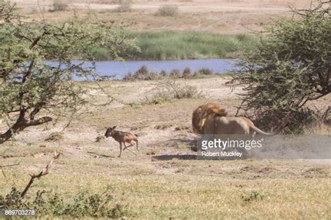 Big Cat Chasing Prey Photos And Premium High Res Pictures Getty Images