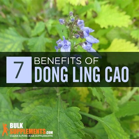 Dong Ling Cao Rabdosia Rubescens Benefits Side Effects And Dosage