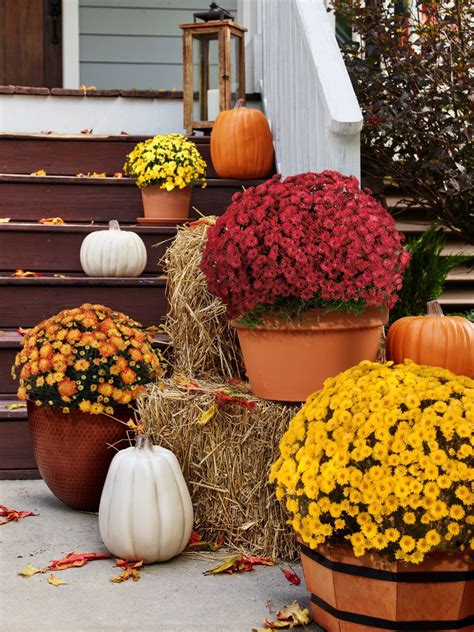 Add Beautiful Fall Color To Your Front Porch With Mums Quick Tips