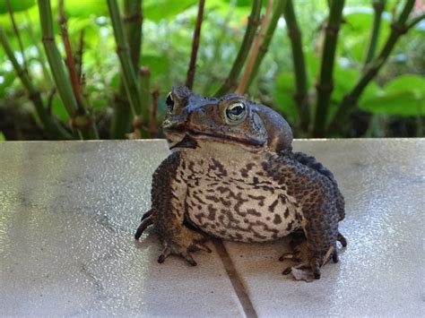 Free Images Wildlife Beak Frog Toad Amphibian Fauna Close Up