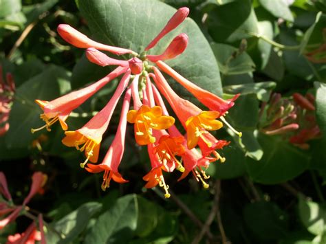 The oval leaves do not develop any appreciable fall color. dropmore scarlet honeysuckle