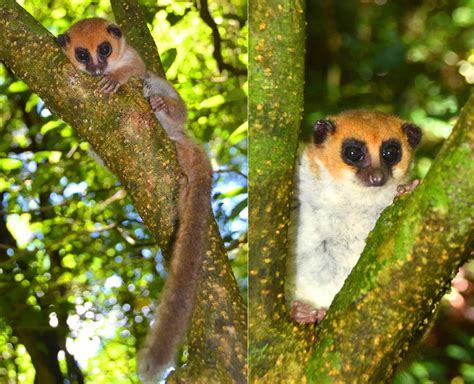 Montagne Dambre Dwarf Lemur Madagascar Tropical Animals Animal