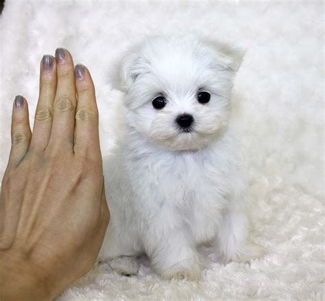 We have gorgeous, micro and teacup puppies for sale now. Tiny Teacup Maltese Puppy! | iHeartTeacups