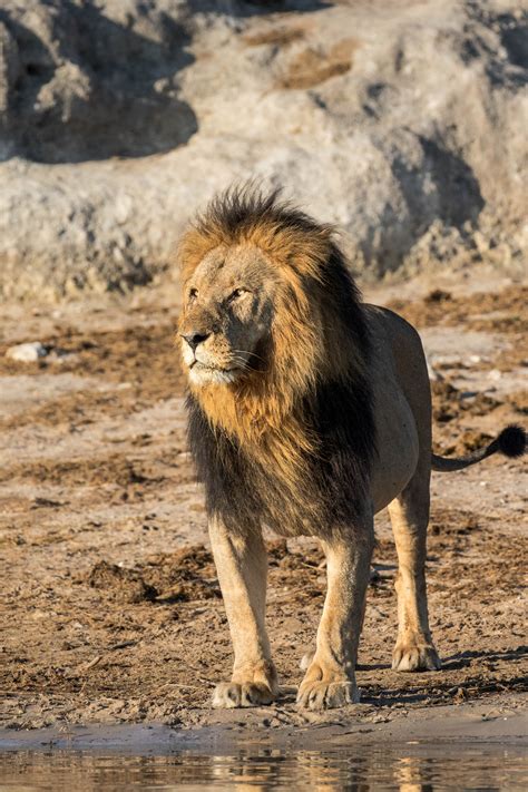 Standing Tall Kruger National Park Africa Lion Pride Fine Art