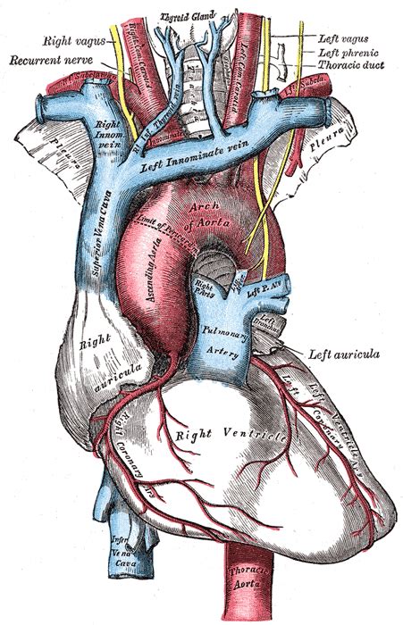 Thoracic Duct Wikidoc