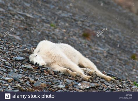A Young Mountain Goat Billy Is Resting On Hillside Near Harding