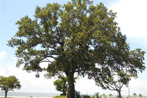 Wildtree Southern Live Oak For Sale Wildlife And Deer Orchard Ready