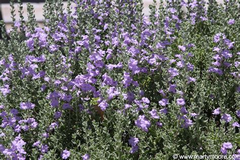Texas Purple Sage Plants Flowering Shrubs For The Desert Southwest