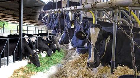 Dairy Cattle Housing System Fully Explained All About Cows