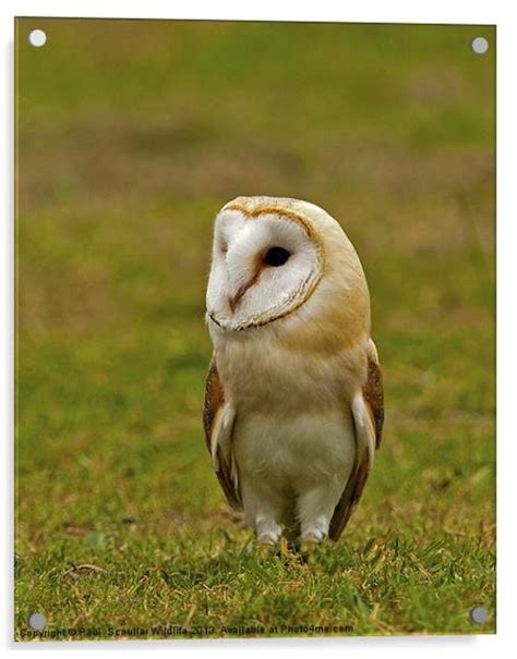 Barn Owl Picture Acrylic Wall Art In Colour By Paul Scoullar Id 317522