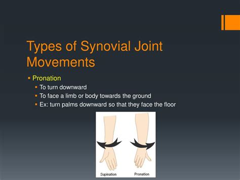 Ppt Directional Terms And Joint Movements Powerpoint Presentation