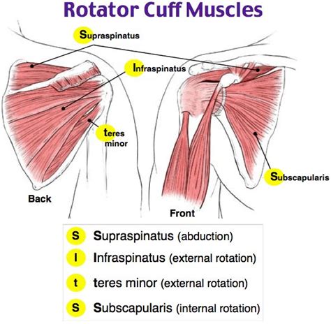 The Muscles Are Labeled In Red And Yellow With Text Below It That Says