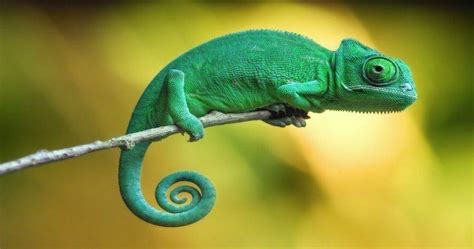 Chameleons 10 Facts You Probably Need To Learn Pet Birds Cute