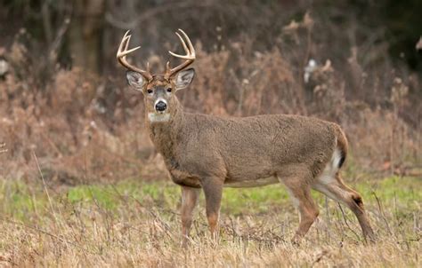 How Big Can A Whitetail Deer Get Hunters Game Plan