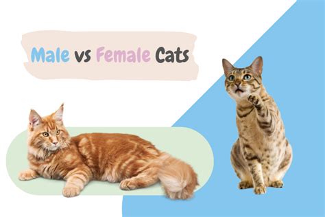 Male Vs Female Cats Exploring The Differences Lux Cat Living