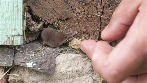 Difference Between A Mole And A Shrew Sciencing