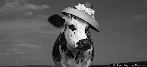 oh la vache meet hermione the very stylish cow evelyne politanoff