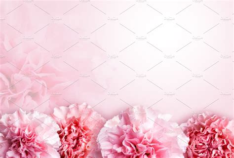 Pink Carnation Flowers Background Stock Photo Containing Wallpaper And
