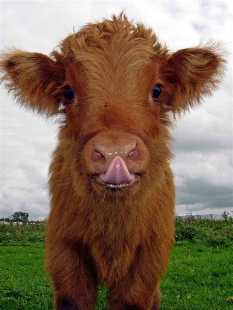 These Baby Highland Cattle Cows Can Cheer You Up No Matter What Happened