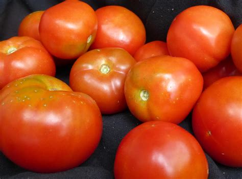 Stupice Tomato, bulk size: 1.5 g : Southern Exposure Seed Exchange ...