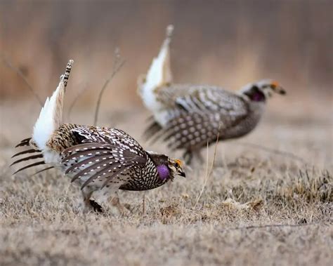 Sharp Tailed Grouse Facts Diet Habitat And Pictures On Animaliabio