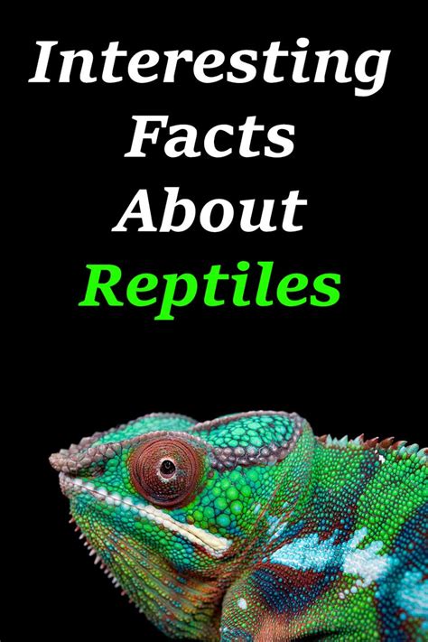 Interesting Facts About Reptiles Reptiles Facts Reptiles Reptiles Pet