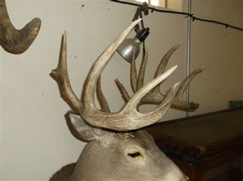 Non Typical Whitetail Mount 160 Class Buck