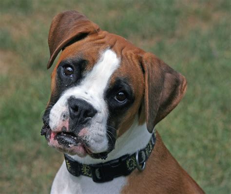 Boxer Dogs For Sale Pet Adoption And Sales