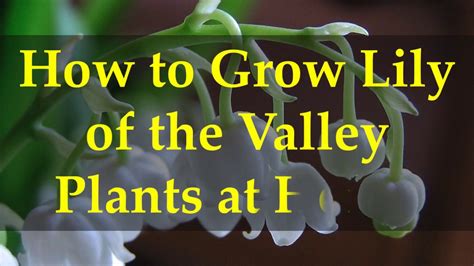 How To Grow Lily Of The Valley Plants At Home Youtube