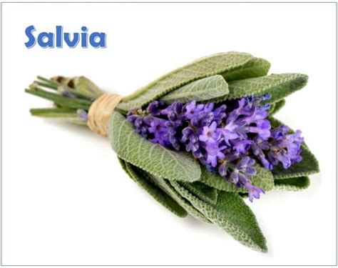 SALVIA USOS PROPIEDADES BENEFICIOS CONTRAINDICACIONES