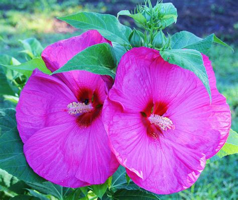 Although they are touted as ph adaptable, it could be the high. Big Blooms (Hibiscus Family) | Big blooms, Beautiful ...