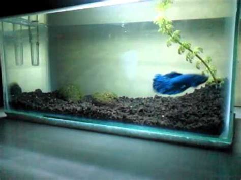Ikan arowana juga dikenali sebagai arwana dan kelisa. 34+ Keren Abis Gambar Ikan Cupang Dalam Aquarium