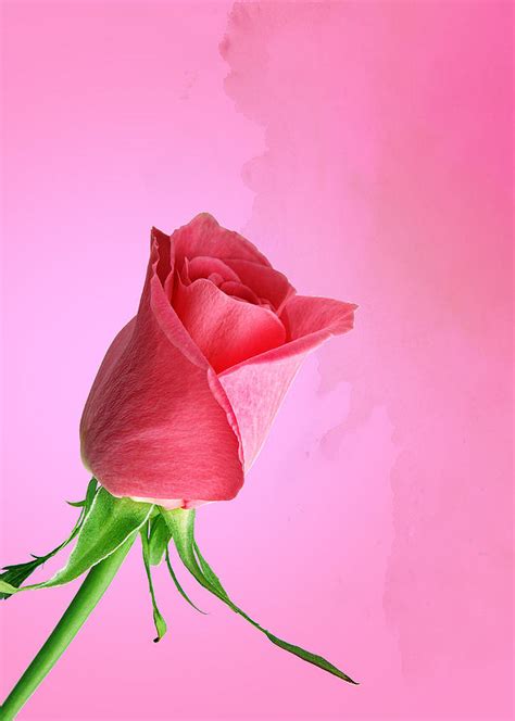 Pink Rose Photograph By Mark Rogan Fine Art America