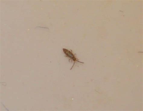Tiny Black Bugs In Bathroom That Jump