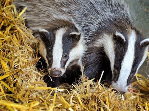 4000 Badgers Killed In Shropshire Cull Figures Reveal Shropshire Star