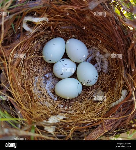 Five House Finch Eggs In The Nest House Finch Is A Small Bird Native