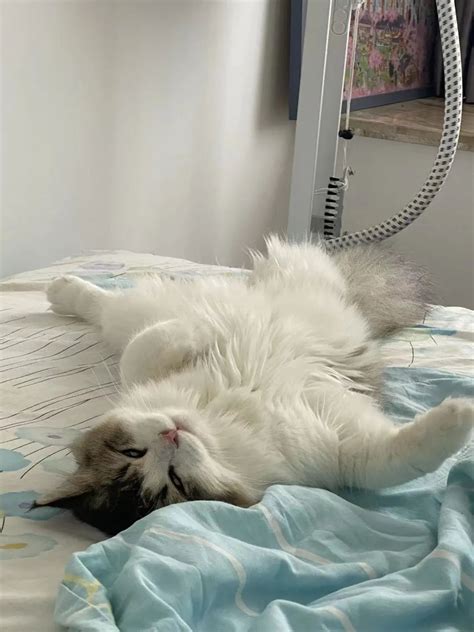 Netizens Shared Photos Of Their Cats After They Fell Asleep Ugly
