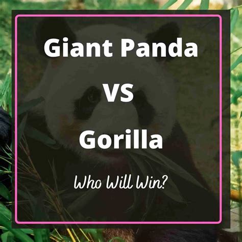 Giant Panda Vs Gorilla Who Will Win