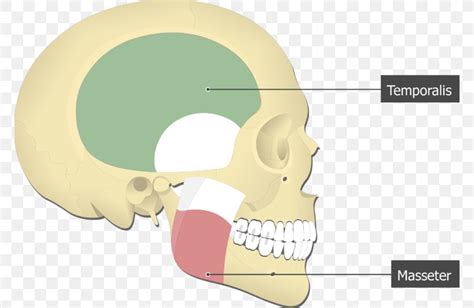 Medial Pterygoid Muscle Lateral Pterygoid Muscle Pterygoid Processes Of