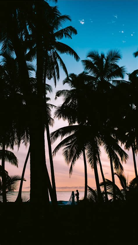Silhouette Photography Of Coconut Palm Trees Iphone Wallpapers Free