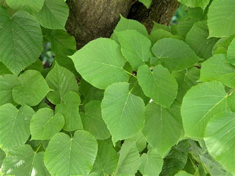 45 Tilia X Europaea Comon Lime Plants Screen Plants Pollinator